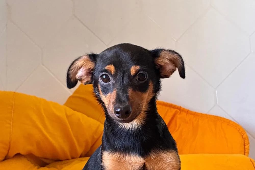 Plinia, female puppy Mixed Breed for adoption at STREUNERHerzen e.V., Köln