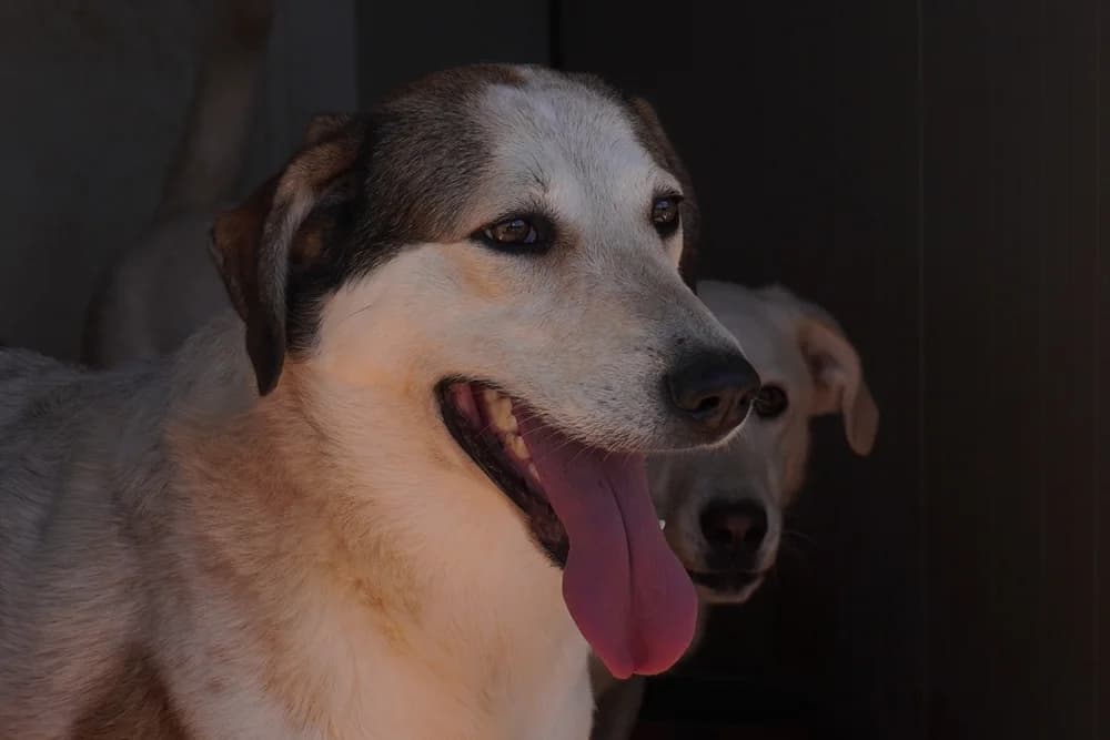 Adamo, male 5yo Mixed Breed for adoption at STREUNERHerzen e.V., Köln
