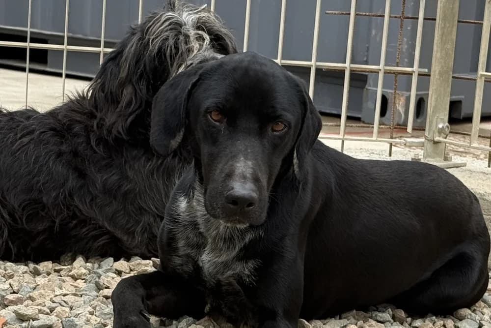 Vladi, male 5yo German Shorthaired Pointer for adoption at STREUNERHerzen e.V., Köln