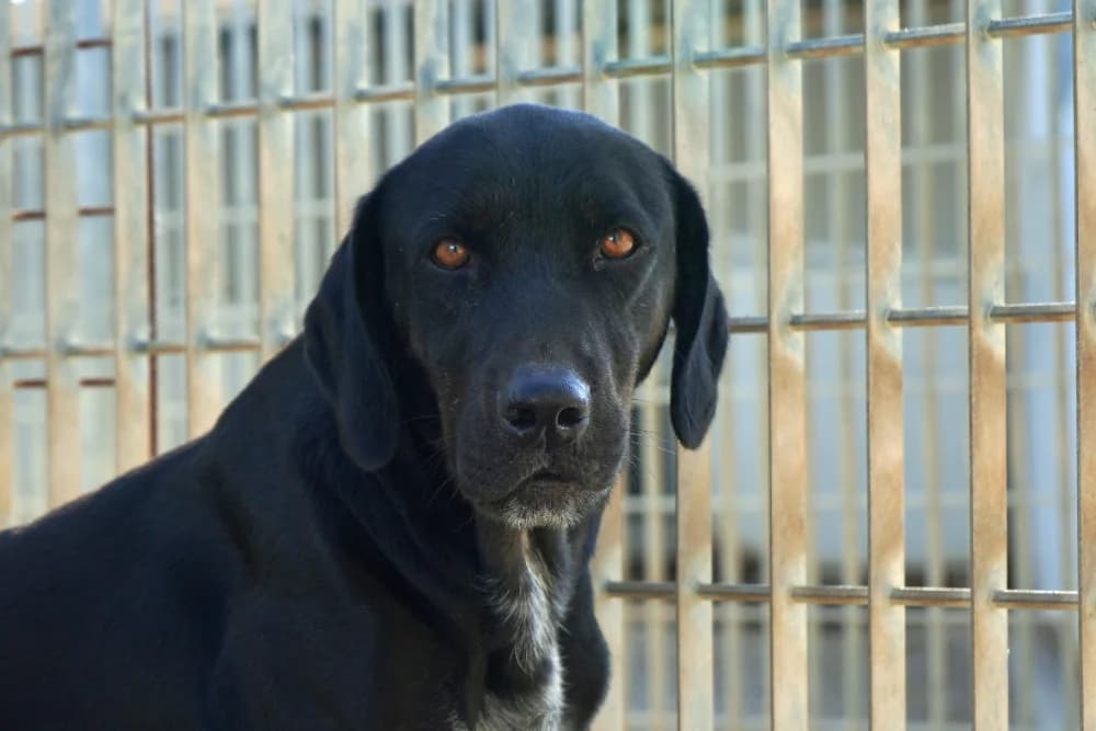 Virtus, schwarz male 5yo German Shorthaired Pointer for adoption at STREUNERHerzen e.V., Köln