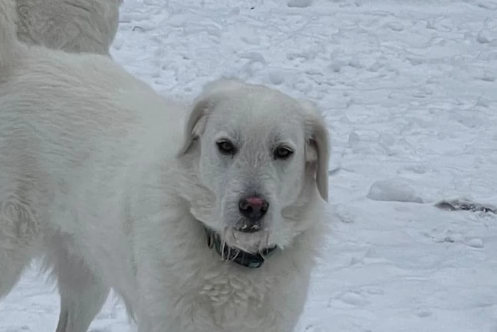 Uriel Bianco, male 6yo Mixed Breed for adoption at STREUNERHerzen e.V., Köln
