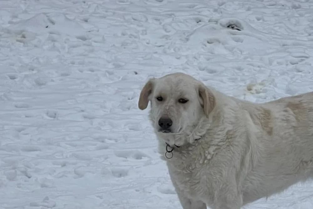 Ulrike, female 6yo Mixed Breed for adoption at STREUNERHerzen e.V., Köln