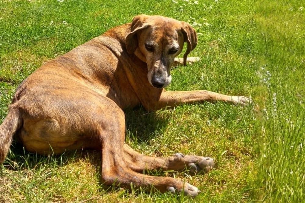 Romeo, male senior Mixed Breed for adoption at STREUNERHerzen e.V., Köln