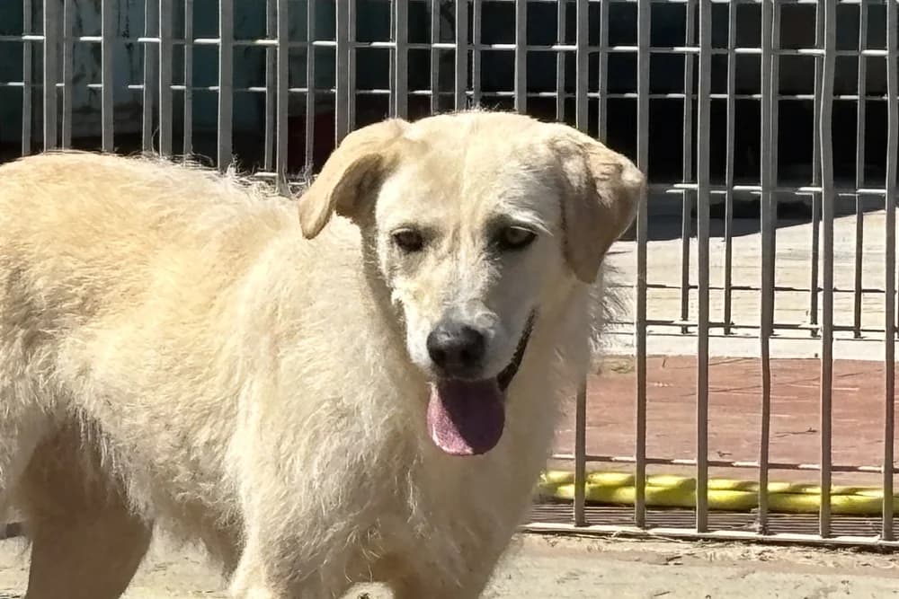 Panna, female 4yo Mixed Breed for adoption at STREUNERHerzen e.V., Köln