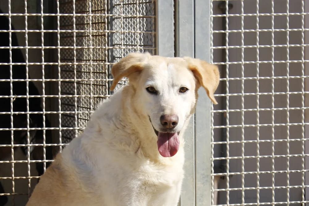 Molly, female senior Mixed Breed for adoption at STREUNERHerzen e.V., Köln