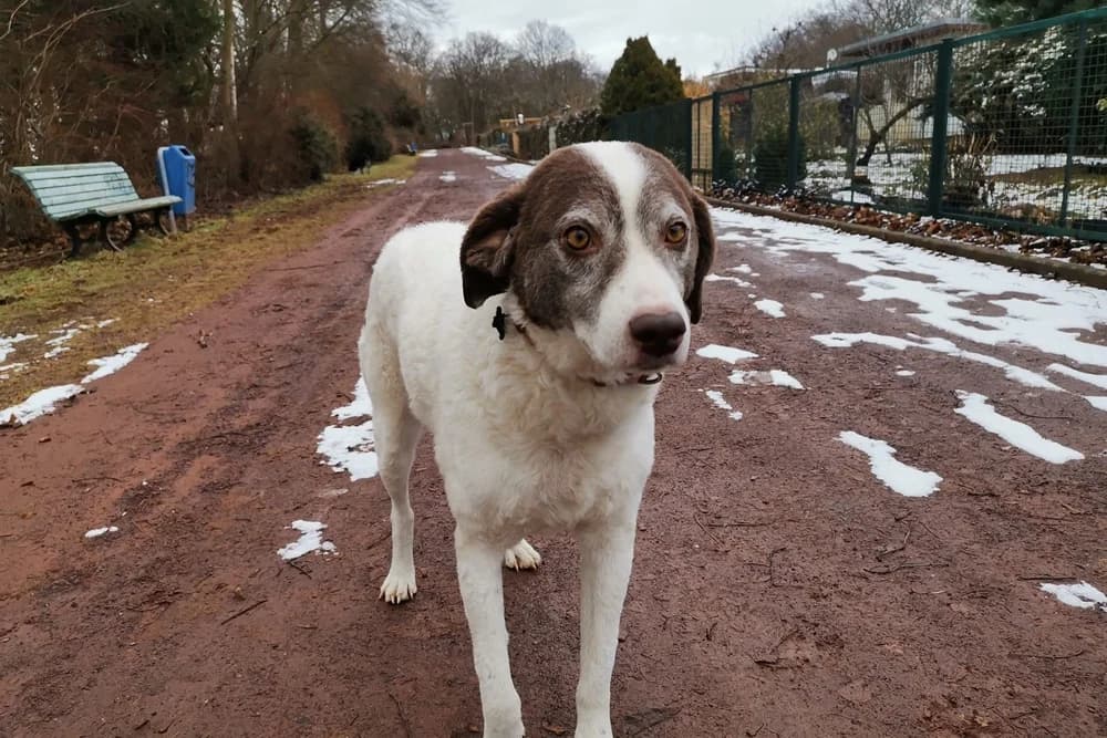 Marta, female 5yo Mixed Breed for adoption at STREUNERHerzen e.V., Köln