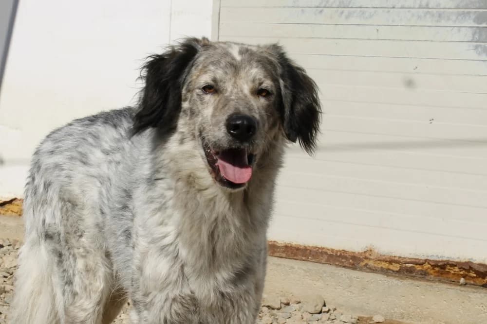 Lou, male 4yo Mixed Breed for adoption at STREUNERHerzen e.V., Köln