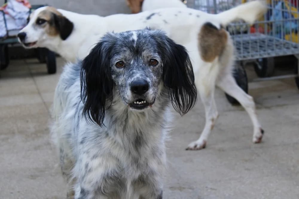 Lee, male 4yo Mixed Breed for adoption at STREUNERHerzen e.V., Köln