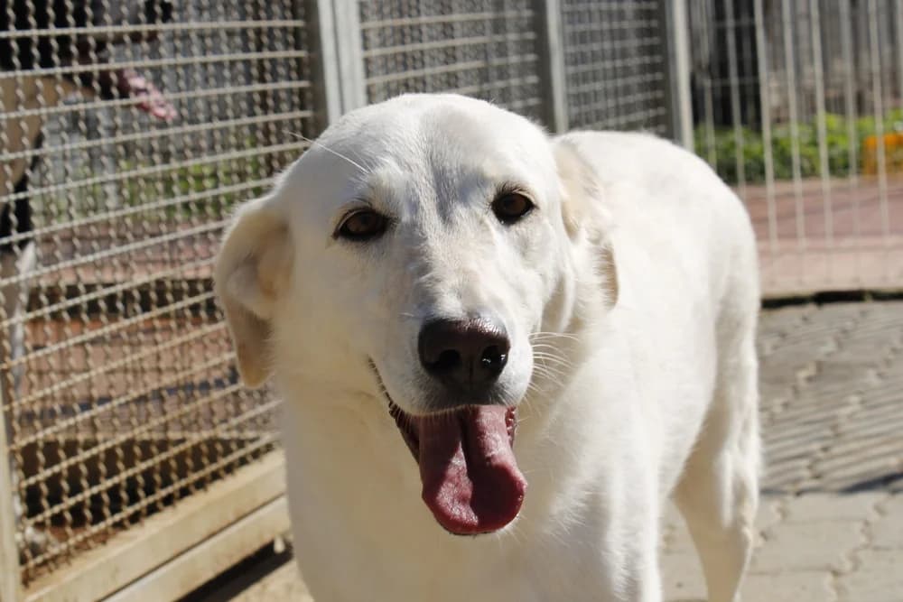 Amelie, female 5yo Mixed Breed for adoption at STREUNERHerzen e.V., Köln