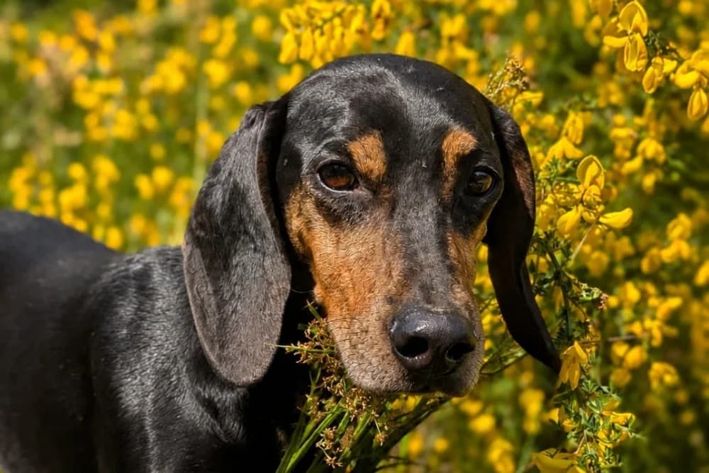 Bettina, female senior Mixed Breed for adoption at STREUNERHerzen e.V., Köln