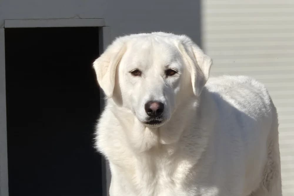 Blaster, female 5yo Mixed Breed for adoption at STREUNERHerzen e.V., Köln