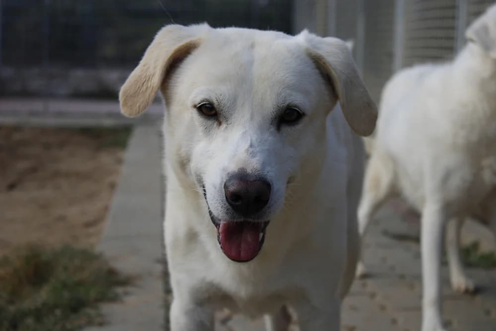 Frizzy, male 4yo Mixed Breed for adoption at STREUNERHerzen e.V., Köln