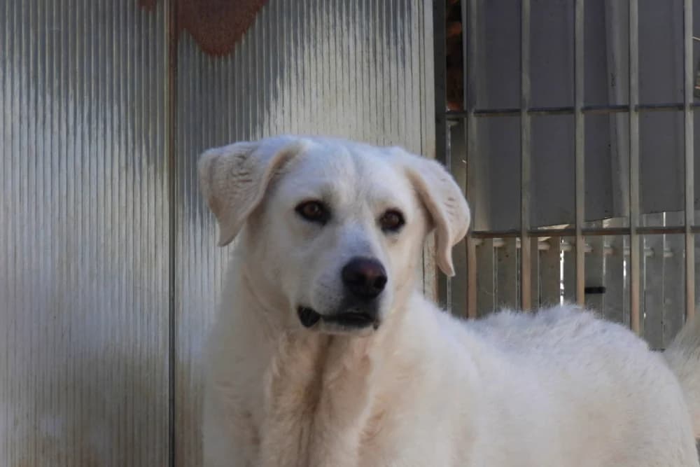 Dillon, male 6yo Mixed Breed for adoption at STREUNERHerzen e.V., Köln
