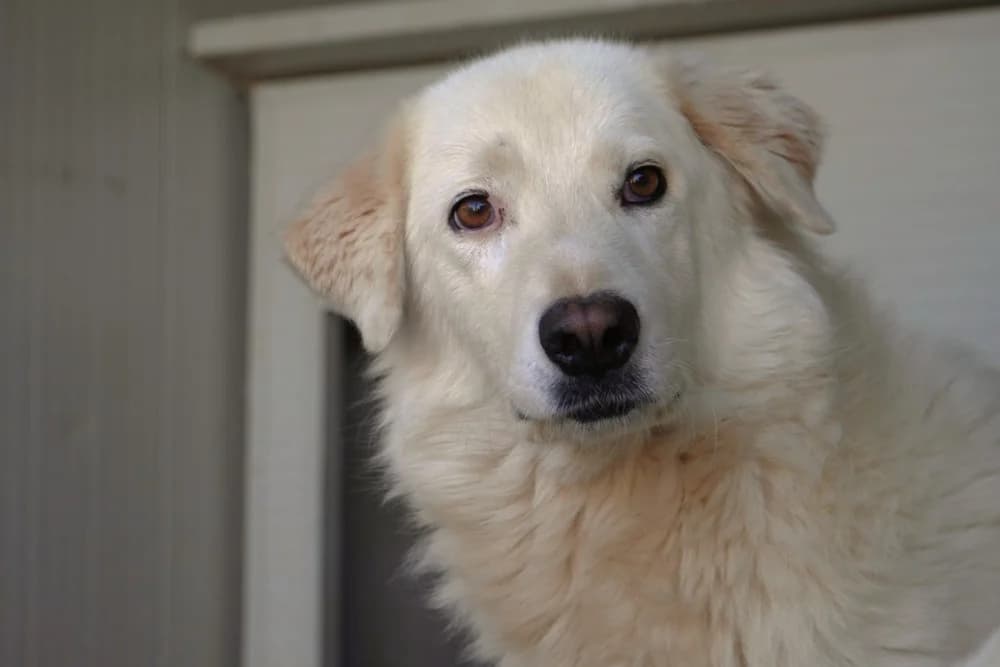 Dante, male 7yo Mixed Breed for adoption at STREUNERHerzen e.V., Köln