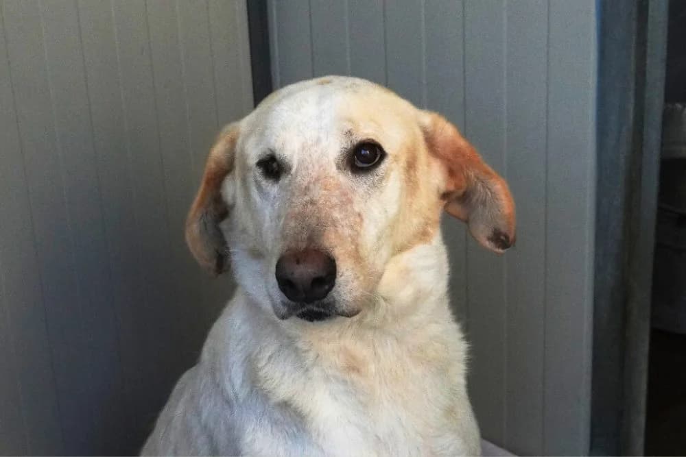 Danilo, male 6yo Mixed Breed for adoption at STREUNERHerzen e.V., Köln