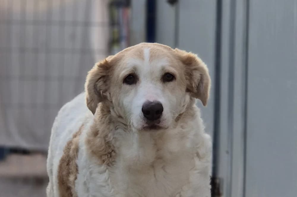 Danila, female 6yo Mixed Breed for adoption at STREUNERHerzen e.V., Köln