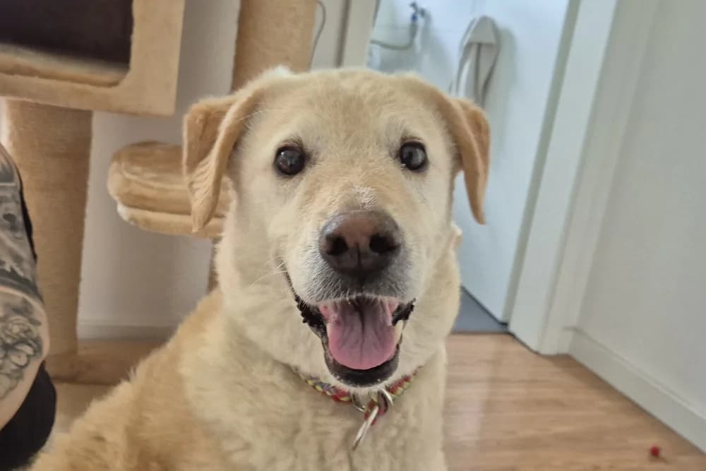 Cremona, female senior Mixed Breed for adoption at STREUNERHerzen e.V., Köln
