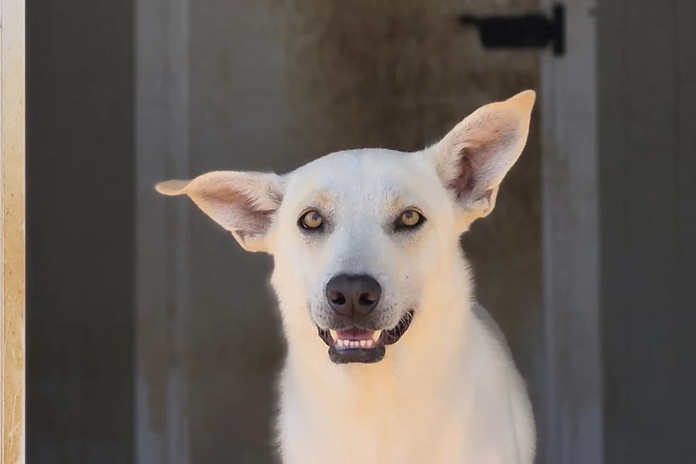 Cody, male 3yo German Shepherd for adoption at STREUNERHerzen e.V., Köln