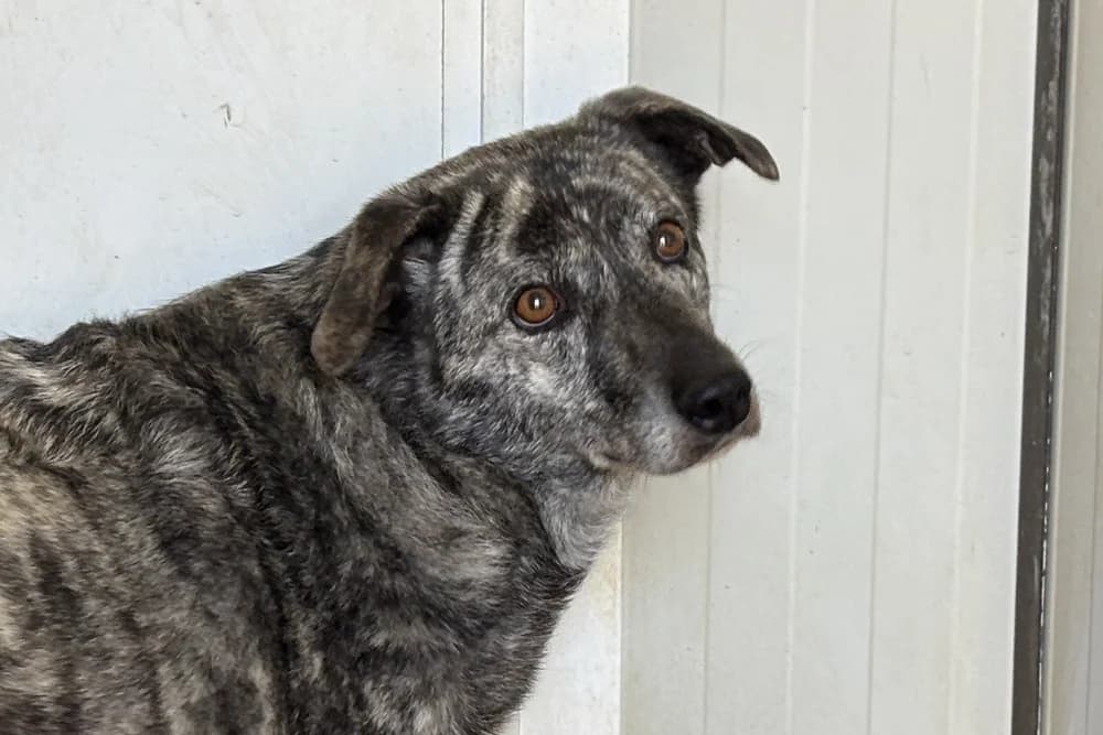 Clara, female 5yo Mixed Breed for adoption at STREUNERHerzen e.V., Köln