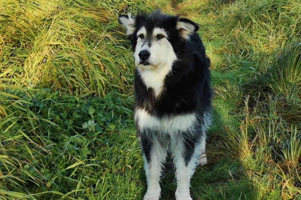 Ciccio, male 7yo Mixed Breed for adoption at STREUNERHerzen e.V., Köln