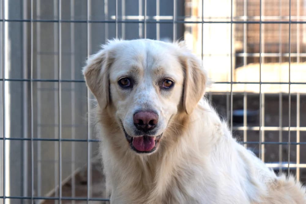 Tosca, female 3yo Mixed Breed for adoption at STREUNERHerzen e.V., Köln