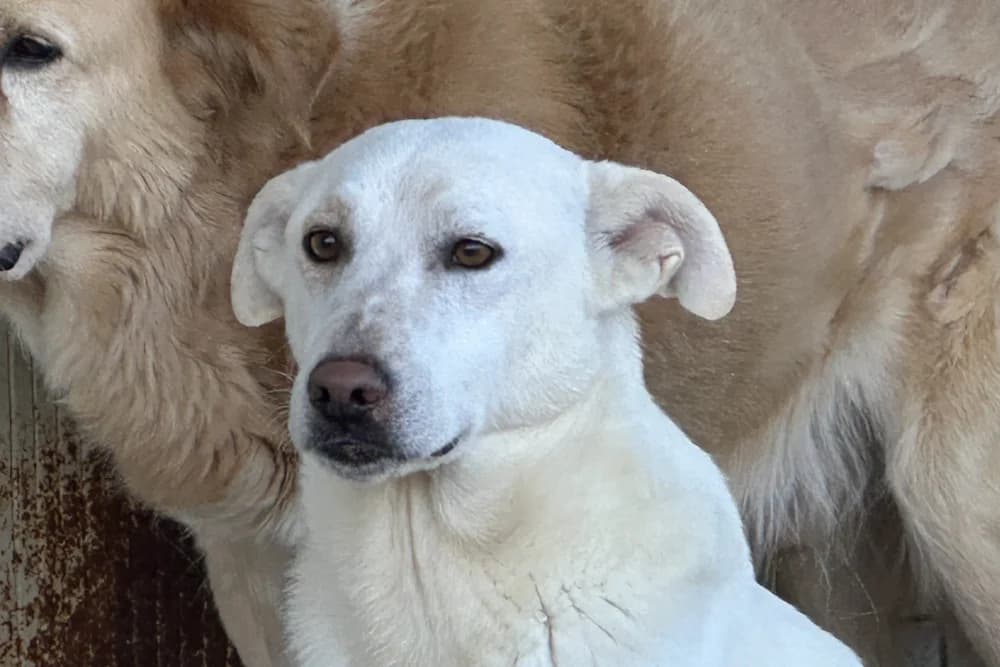 Maine, male 3yo Mixed Breed for adoption at STREUNERHerzen e.V., Köln