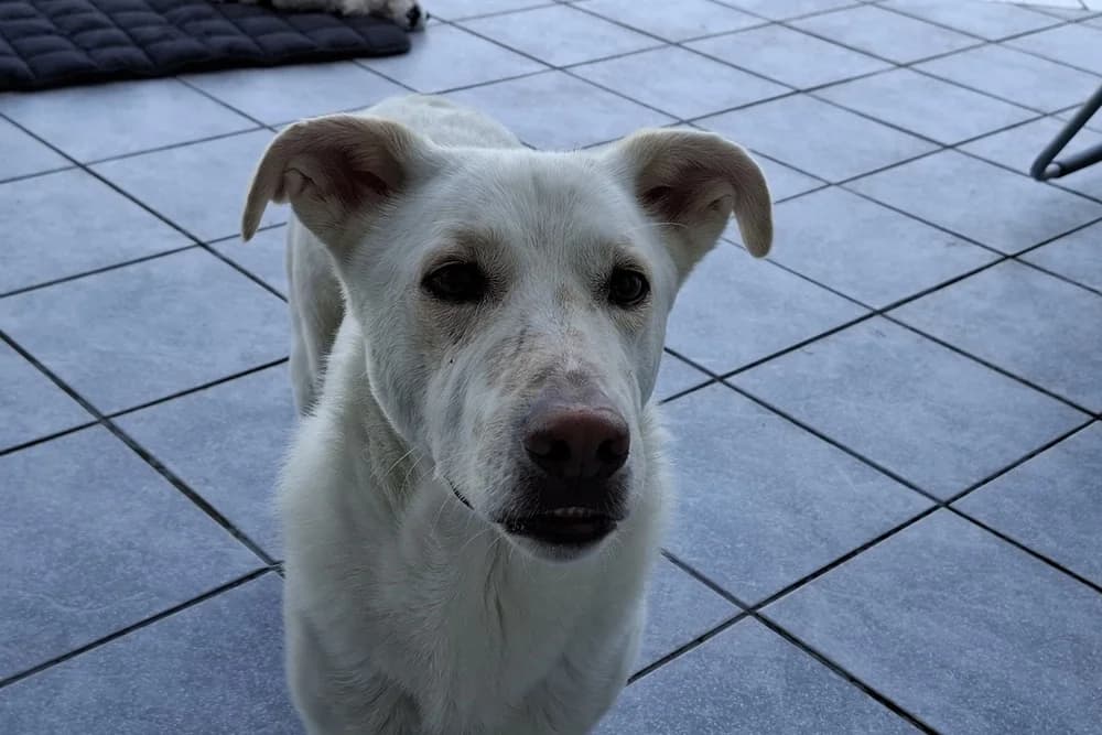Maran, male 3yo German Shepherd for adoption at STREUNERHerzen e.V., Köln