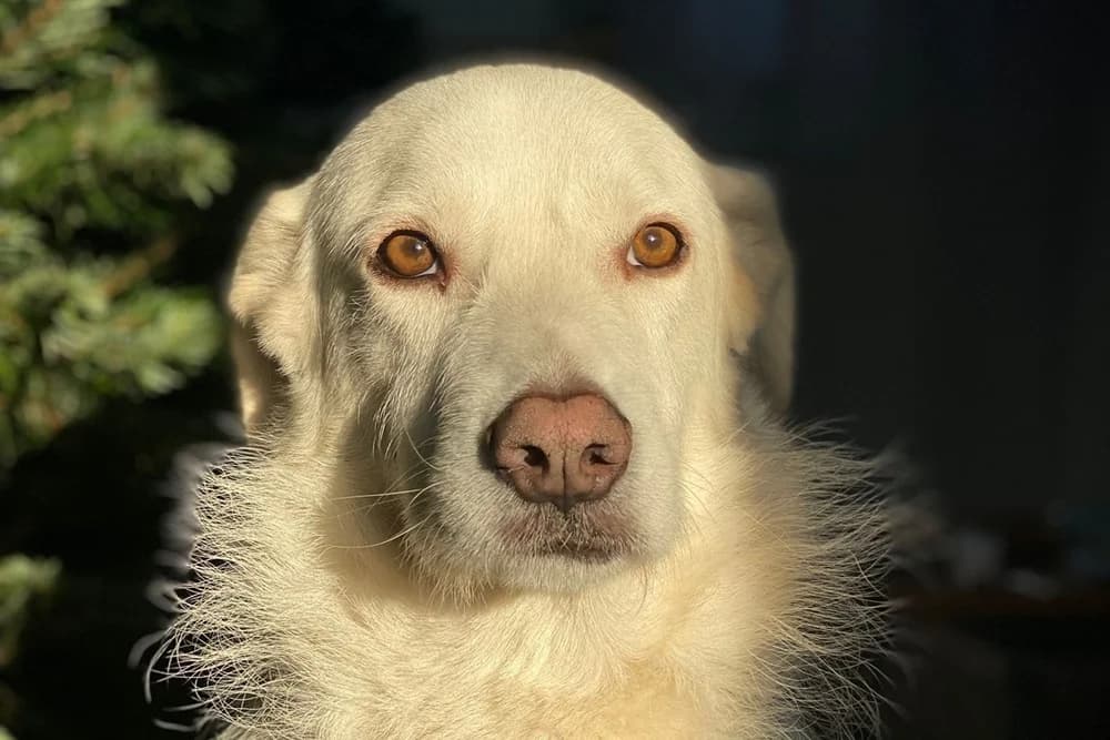 Tancau, male 5yo Mixed Breed for adoption at STREUNERHerzen e.V., Köln