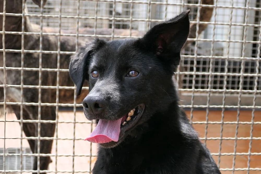 Enea, male 5yo Mixed Breed for adoption at STREUNERHerzen e.V., Köln