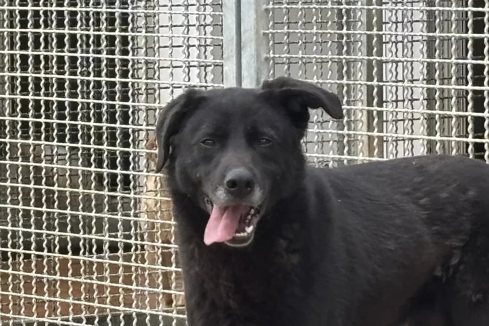 Eros, male 5yo Mixed Breed for adoption at STREUNERHerzen e.V., Köln