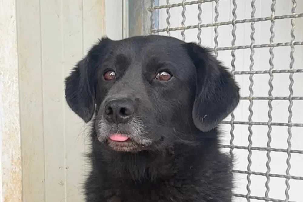 Euro, male 5yo German Shepherd for adoption at STREUNERHerzen e.V., Köln