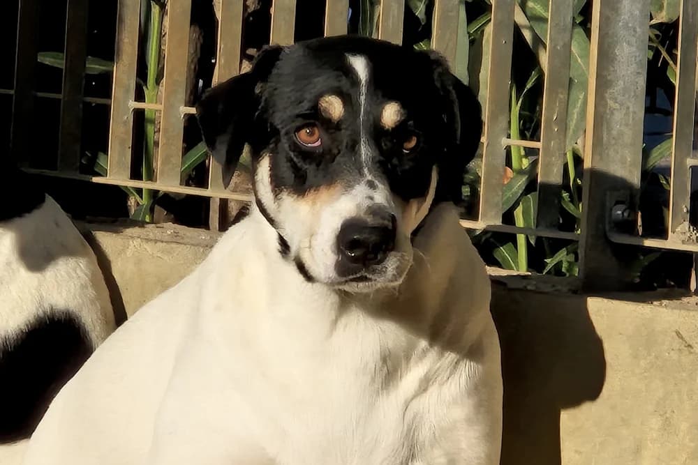 Palma, female young Mixed Breed for adoption at STREUNERHerzen e.V., Köln