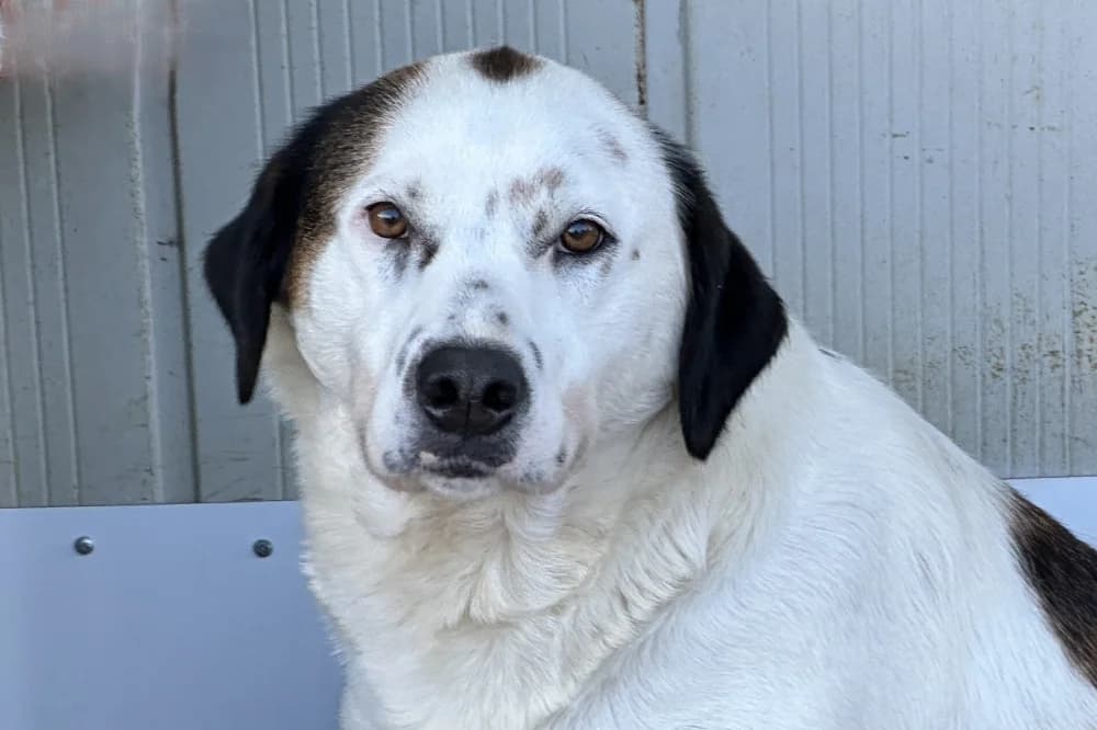 Peggy, female young Mixed Breed for adoption at STREUNERHerzen e.V., Köln