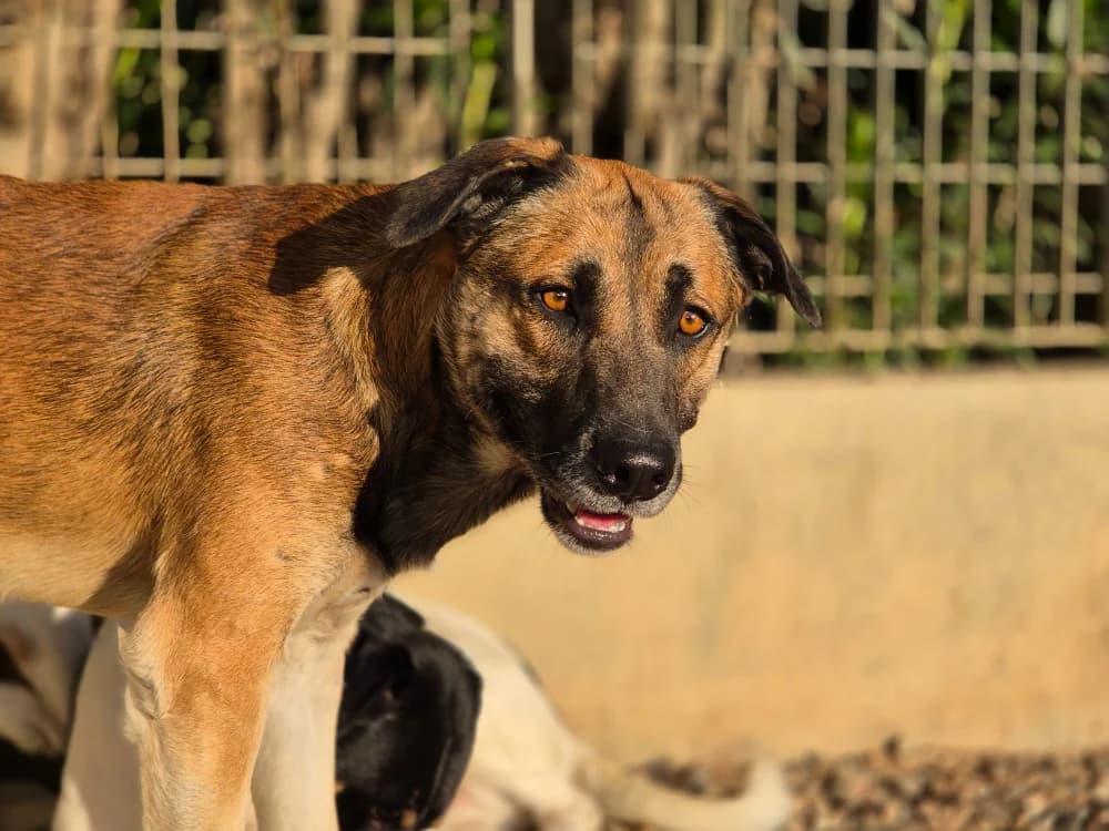 Pippa, male young Mixed Breed for adoption at STREUNERHerzen e.V., Köln