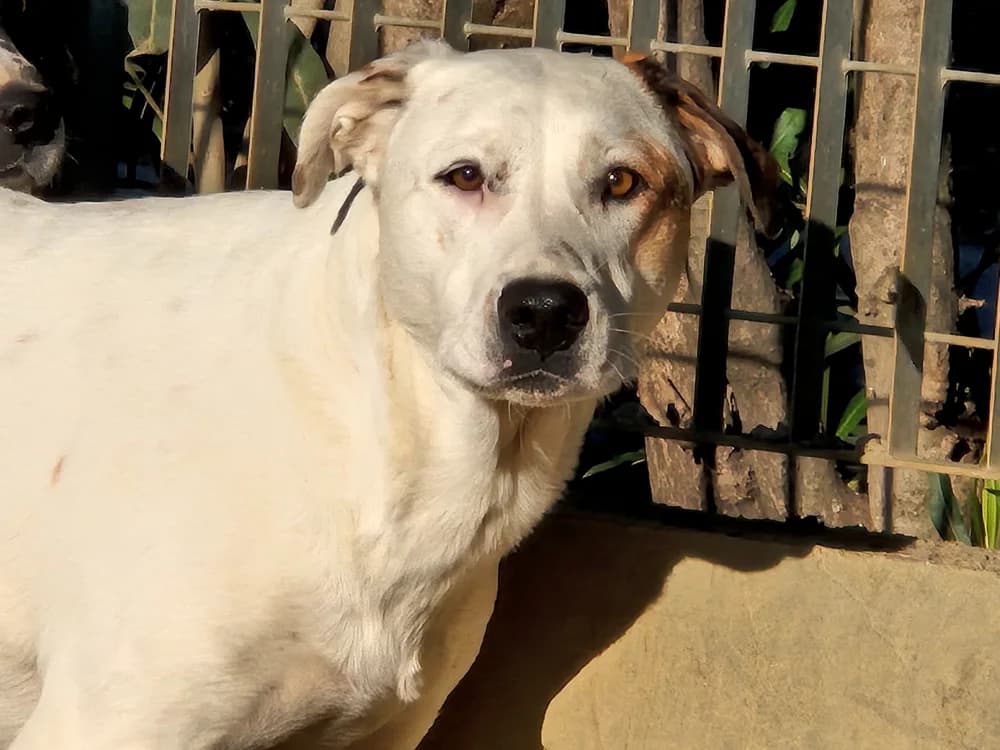 Pixar, female young Mixed Breed for adoption at STREUNERHerzen e.V., Köln