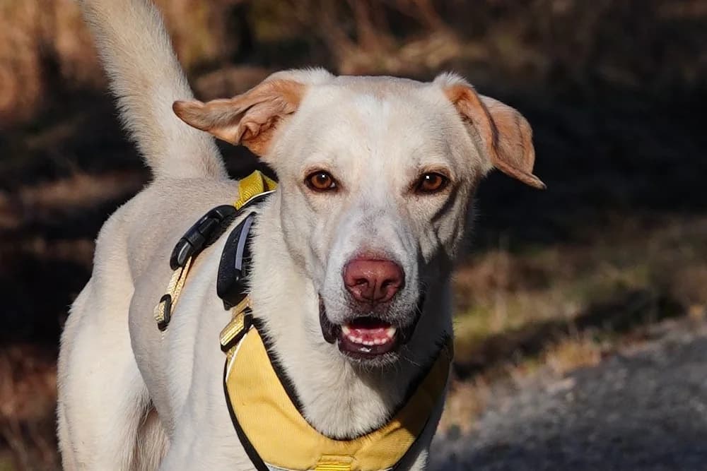 Alex, male young Mixed Breed for adoption at STREUNERHerzen e.V., Köln