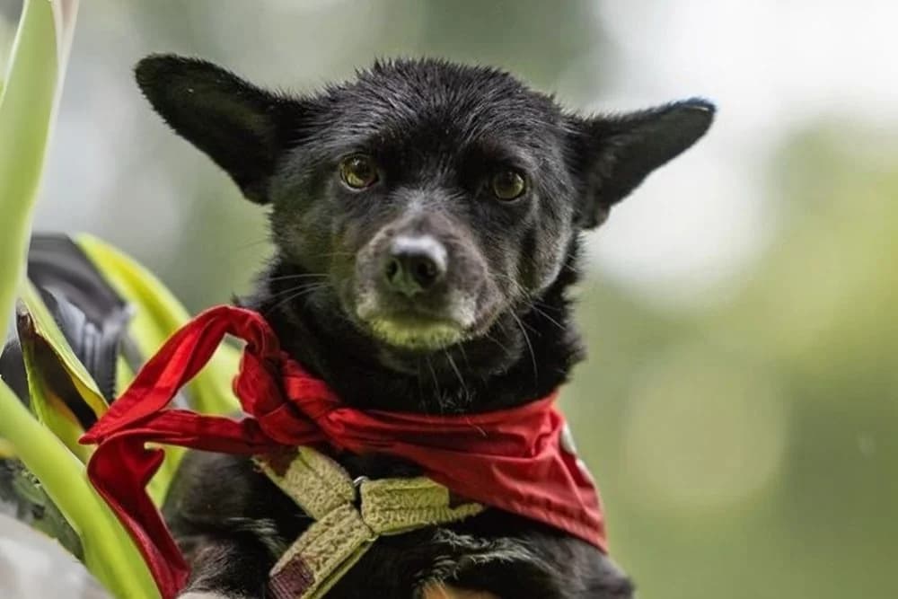 Buba, female 6yo Dachshund for adoption at STREUNERHerzen e.V., Köln