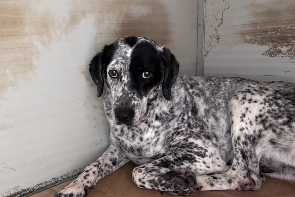 Sonia, female 6yo Pointer for adoption at STREUNERHerzen e.V., Köln