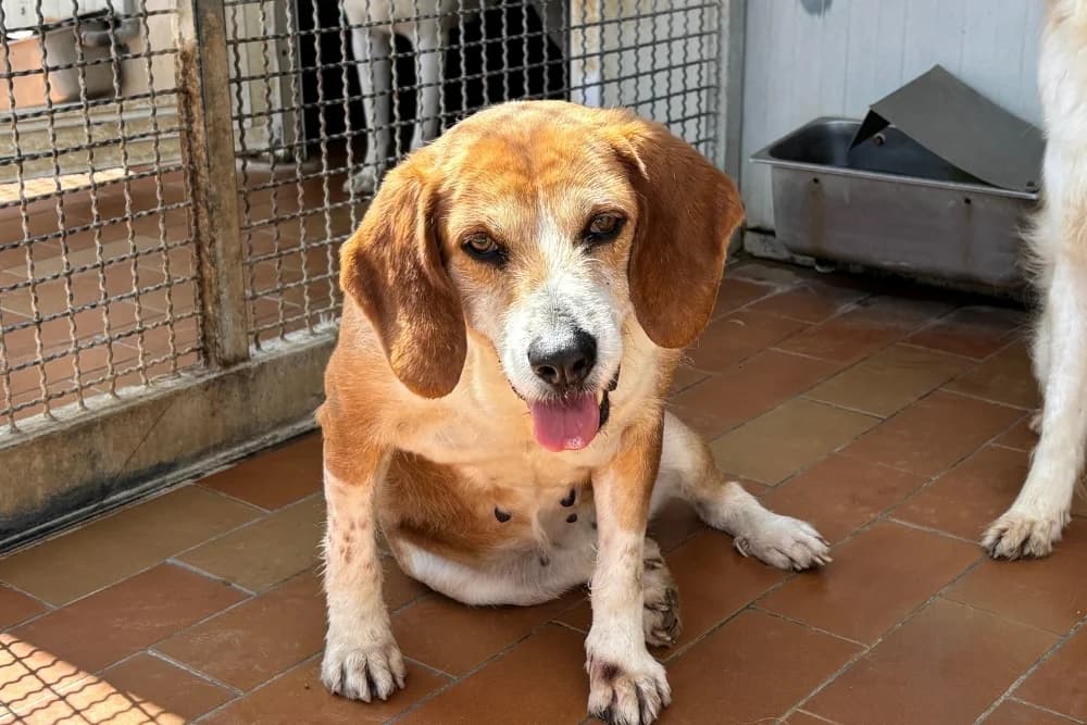 Deneris, female 4yo Beagle for adoption at STREUNERHerzen e.V., Köln