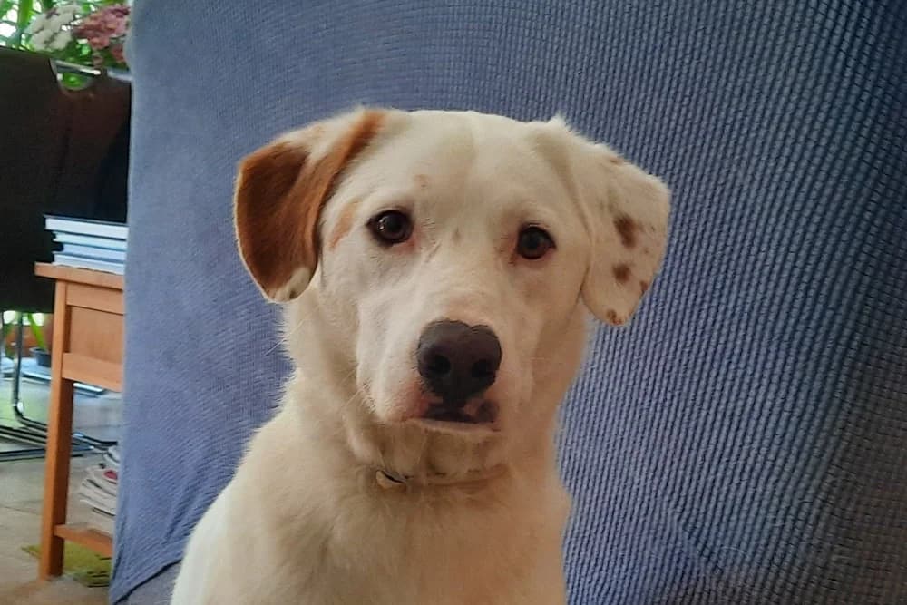 Karl, male young Labrador Retriever for adoption at STREUNERHerzen e.V., Köln