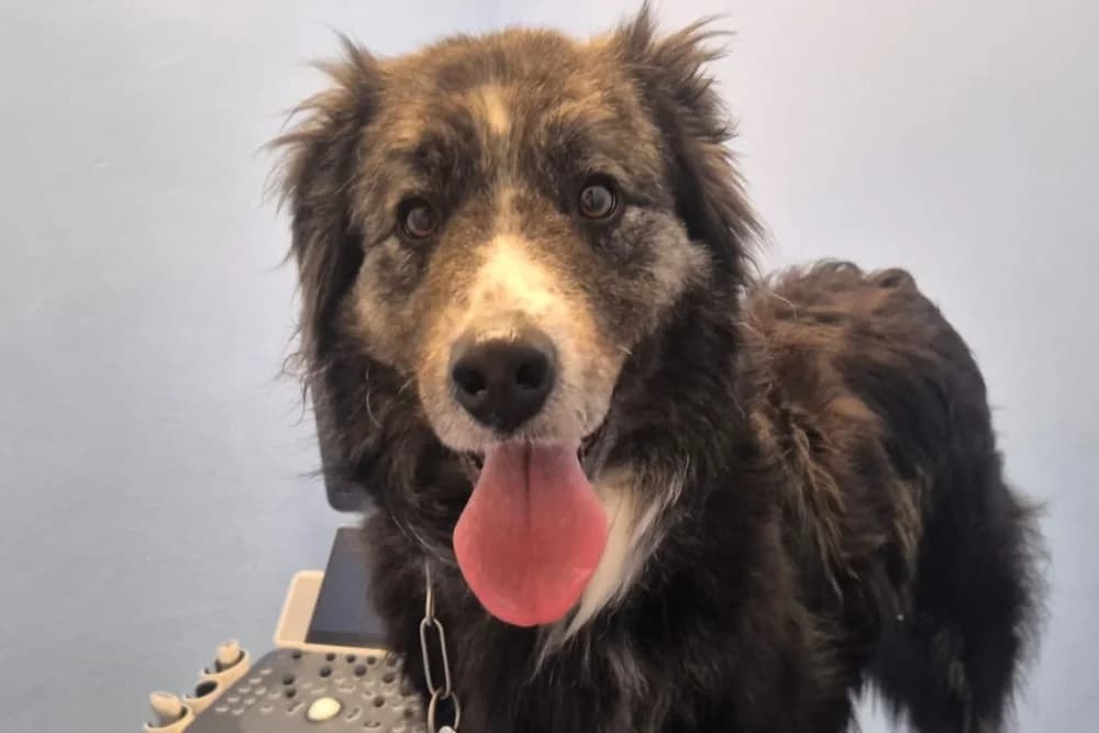 Noemi blüht auf, female 5yo Mixed Breed for adoption at STREUNERHerzen e.V., Köln