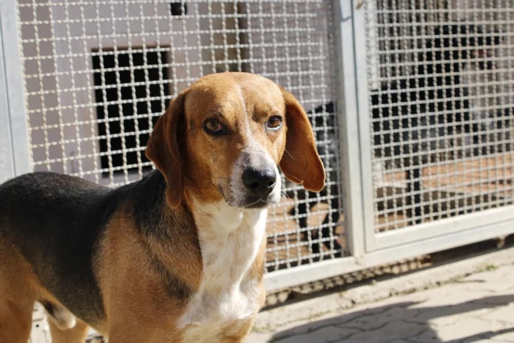Joshy, male 5yo Mixed Breed for adoption at STREUNERHerzen e.V., Köln
