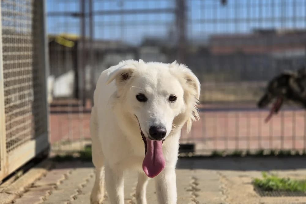 Camilla, female young Mixed Breed for adoption at STREUNERHerzen e.V., Köln
