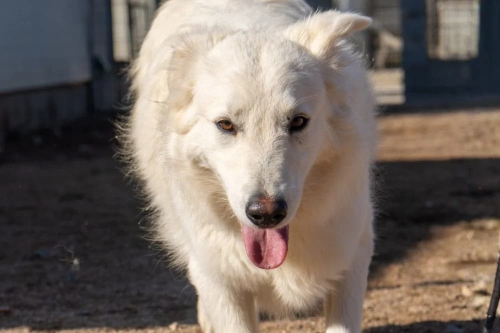 Gigia-Bianca, female young Mixed Breed for adoption at STREUNERHerzen e.V., Köln
