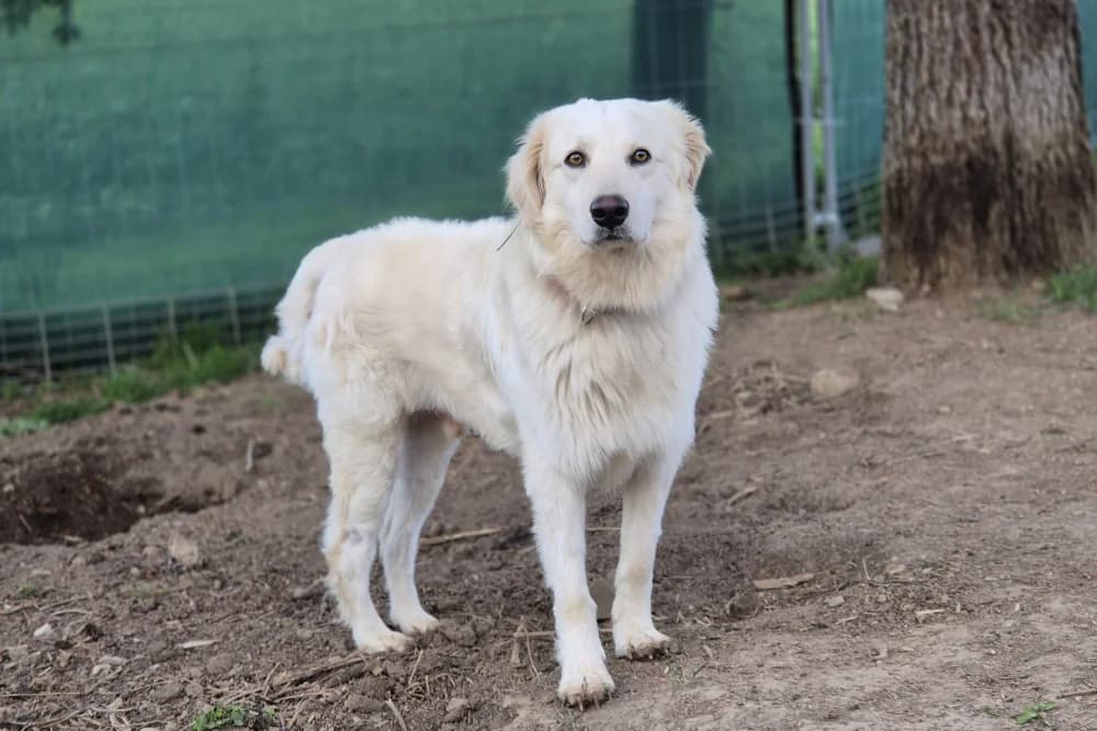 Gigio, weiß male young Mixed Breed for adoption at STREUNERHerzen e.V., Köln