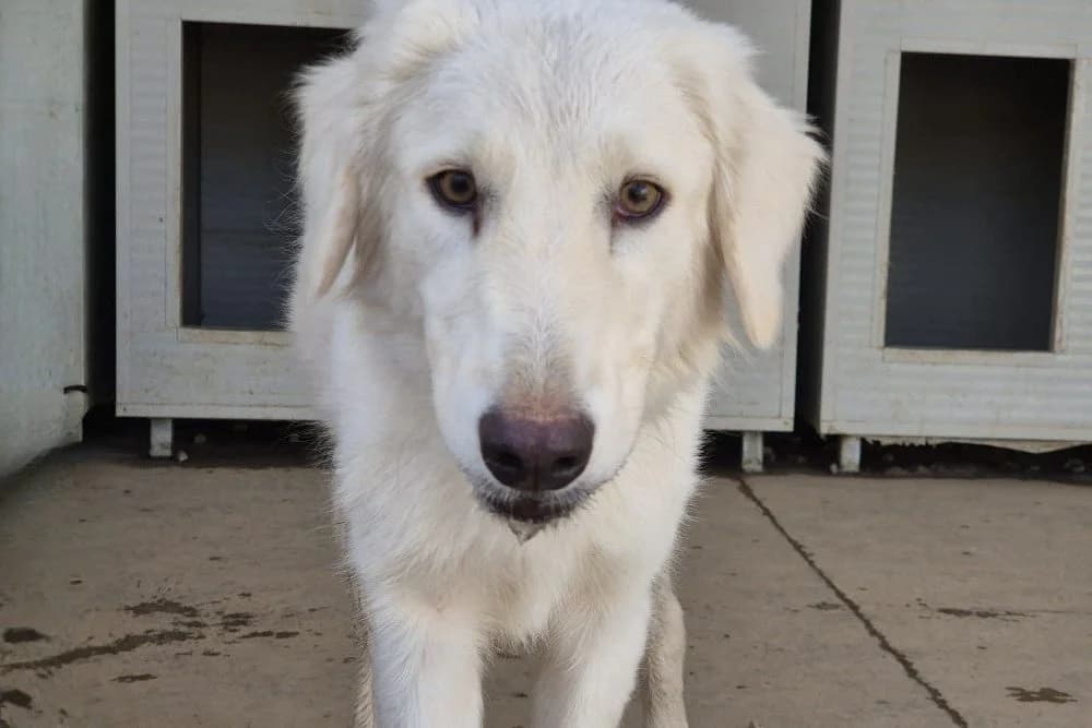 Guenda, female young Mixed Breed for adoption at STREUNERHerzen e.V., Köln