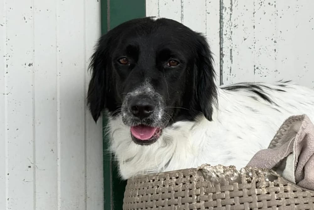 Must, male young Brittany Spaniel for adoption at STREUNERHerzen e.V., Köln