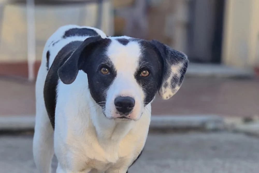 Micky, male young Mixed Breed for adoption at STREUNERHerzen e.V., Köln