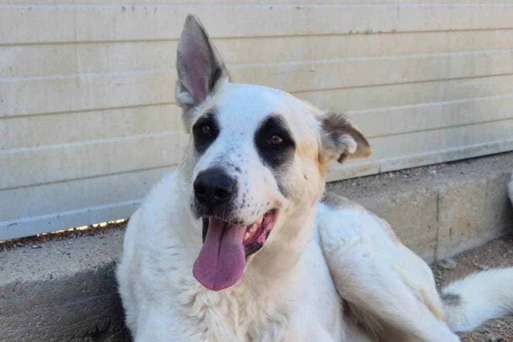 Sofia Cara, female young Mixed Breed for adoption at STREUNERHerzen e.V., Köln