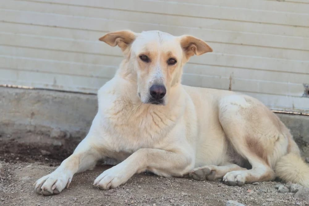 Soliana, female 4yo Mixed Breed for adoption at STREUNERHerzen e.V., Köln